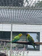 1-0 barraband. Ovj, Dieren en Toebehoren, Vogels | Parkieten en Papegaaien, Mannelijk, Parkiet