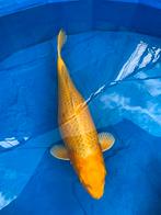 Yamabuki, Dieren en Toebehoren, Karper of Koi