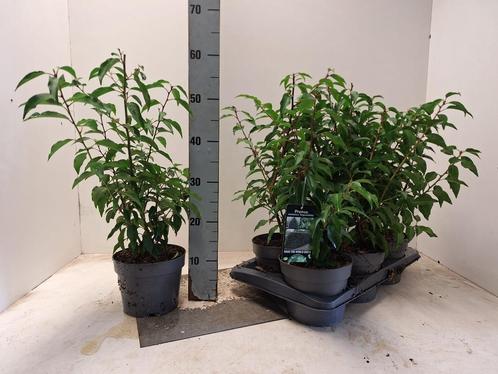 portugese laurier, Tuin en Terras, Planten | Struiken en Hagen, Laurier, 100 tot 250 cm, Ophalen of Verzenden