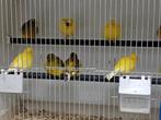 Diverse leuke kanaries, Meerdere dieren, Zangkanarie