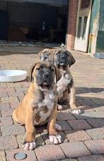 Boerboel pups Goedhart Ysterberg Mastiff, Dieren en Toebehoren, CDV (hondenziekte), Overige rassen, 8 tot 15 weken, Meerdere