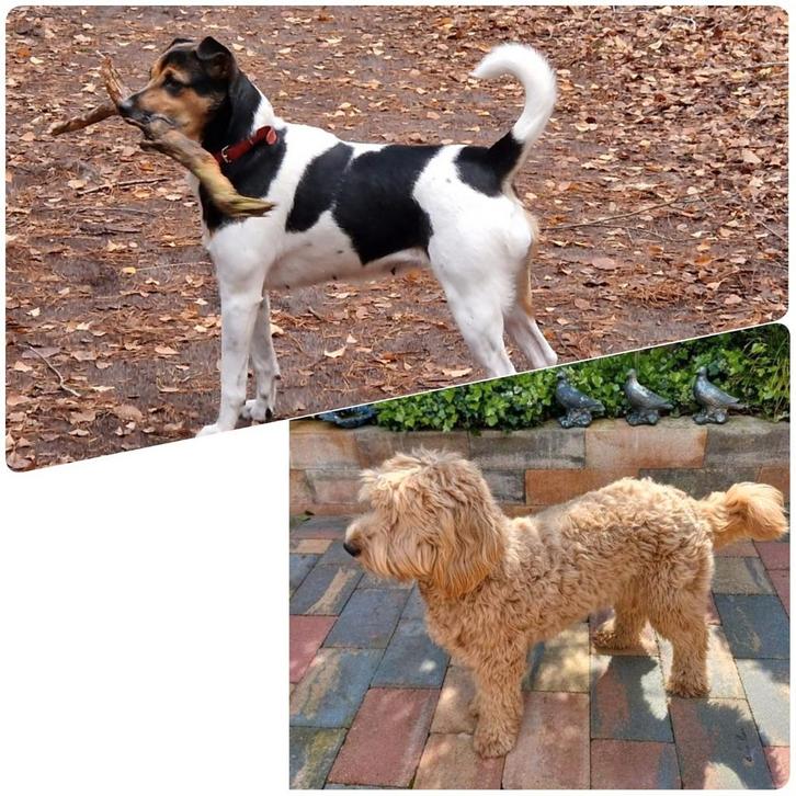 Pups kruising boerenfox labradoodle rond 18 januari, Dieren en Toebehoren, Honden | Jack Russells en Terriërs, Meerdere dieren