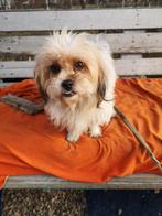 Holly is ter adoptie!, 1 tot 2 jaar, Buitenland, Teef, Parvo