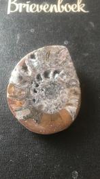 Fossiel Ammoniet, Ophalen of Verzenden, Fossiel