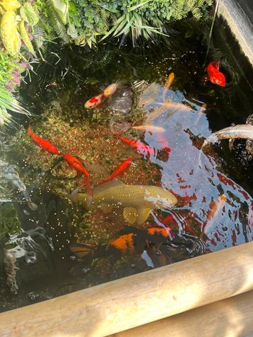 Koi karpers en goudvissen beschikbaar voor biedingen