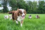 Australische herder pups aussi australien Shepherd puppy, Dieren en Toebehoren, België, Rabiës (hondsdolheid), 8 tot 15 weken