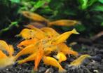 Oranje garnalen kraanwater 30 stuks voor €40 evt verzenden, Kreeft, Krab of Garnaal