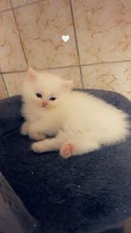 Prachtige Ragdoll x Pers kittens, Dieren en Toebehoren, Katten en Kittens | Raskatten | Langhaar, Meerdere dieren, Ontwormd