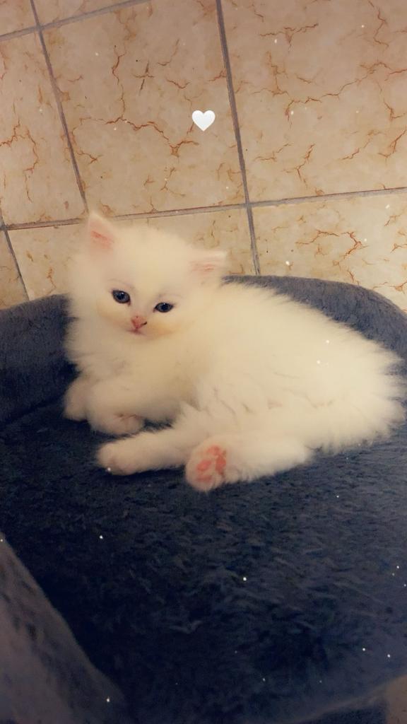 Prachtige Ragdoll x Pers kittens, Dieren en Toebehoren, Katten en Kittens | Raskatten | Langhaar, Meerdere dieren, Ontwormd