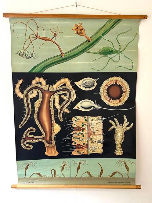 Vintage zoetwaterpoplip schoolplaat origineel school plaat, Antiek en Kunst, Antiek | Schoolplaten, Natuur en Biologie, Ophalen of Verzenden