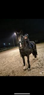 Verzorgster aangeboden!!, Dieren en Toebehoren, Ophalen of Verzenden, Zo goed als nieuw