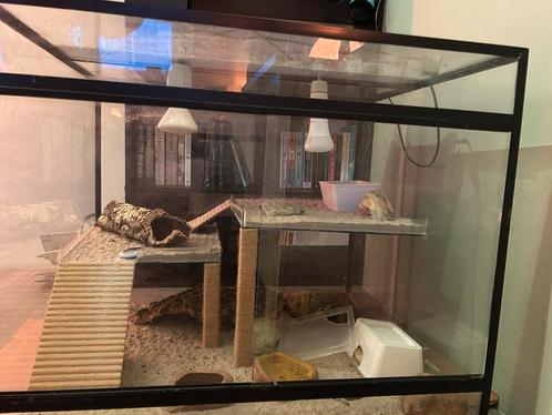 Terrarium 60,5x71x61, Dieren en Toebehoren, Reptielen en Amfibieën | Toebehoren, Zo goed als nieuw, Terrarium of Paludarium, Ophalen