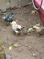 3 mooie jonge Wyandotte kuikens zijn zelfstandig, Dieren en Toebehoren, Geslacht onbekend, Kip