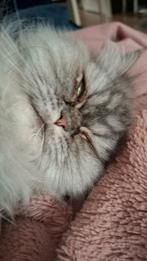 ✨ Silver (Pers 2022) & Shiro (Half Russische Tabby, 2022), Kater, Gechipt, 3 tot 5 jaar