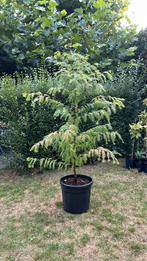 Sequoia, Metasequoia glyptostroboides, Tuin en Terras, Planten | Bomen, 100 tot 250 cm, Volle zon, In pot, Overige soorten