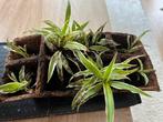Spiderplant Baby's - Graslelie stekjes, Vaste plant, Halfschaduw, Zomer, Ophalen