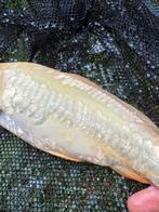 Perfecte JAPANSE doitsu karashigoi!! (Witte rijen) 25 cm, Karper of Koi