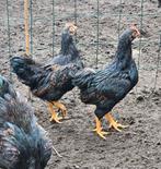 Hanen, Dieren en Toebehoren, Pluimvee, Mannelijk, Kip