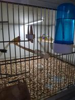 Mooie natuur broed gouldamedines.2024, Dieren en Toebehoren, Vogels | Overige Vogels, Meerdere dieren