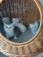 Britsekorthaar Kittens, Dieren en Toebehoren, Katten en Kittens | Overige Katten, Kater, Kortharig, 0 tot 2 jaar