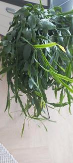Prachtige hang cactus, Huis en Inrichting, Kamerplanten, Ophalen, Cactus, Minder dan 100 cm