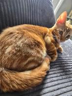 Halve bengaalse, Dieren en Toebehoren, Katten en Kittens | Raskatten | Korthaar, Meerdere dieren, Ingeënt