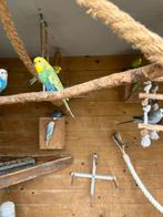 Broedrijpe grasparkieten  5 koppels, Dieren en Toebehoren, Vogels | Parkieten en Papegaaien, Meerdere dieren, Parkiet