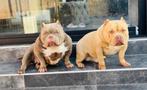 2 Prachtige Unieke American Pocket Bully’s Donder en Diva, Dieren en Toebehoren, Rabiës (hondsdolheid), 1 tot 2 jaar, Bulldog