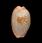 Schelpen: Cypraea citrina 20mm strandexemplaar.   Madagascar, Ophalen of Verzenden, Schelp(en)
