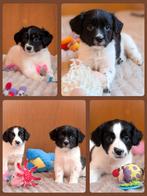 Deze schattige friese stabij x kooiker pups mogen verhuizen, Parvo, Overige rassen, 8 tot 15 weken, Meerdere