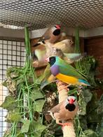 Div Gouldsamdine, Dieren en Toebehoren, Vogels | Overige Vogels, Meerdere dieren