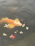 Koi karpers, Dieren en Toebehoren, Vissen | Vijvervissen, Karper of Koi