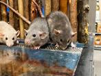 Jonge hele tamme dwergratten ( fokker), Dieren en Toebehoren, Rat, Mannelijk, Juli, Tam