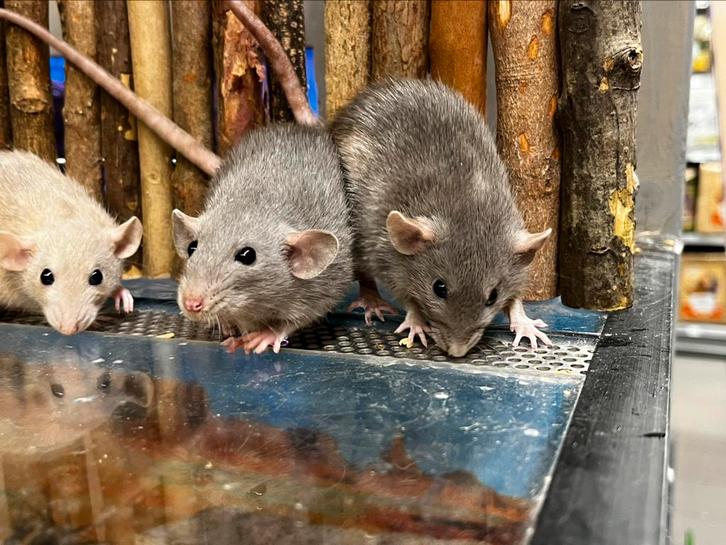 Jonge hele tamme dwergratten ( fokker), Dieren en Toebehoren, Knaagdieren, Mannelijk, Rat, Juli, Tam