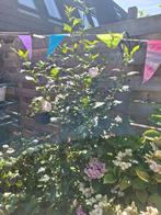 Diverse hibiscus boom struik rose of wit, Tuin en Terras, Planten | Bomen, Ophalen, Volle zon, Overige soorten, Minder dan 100 cm