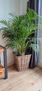 Areca Palm kamerplant inclusief pot, Huis en Inrichting, Kamerplanten, Ophalen, Palm, 100 tot 150 cm