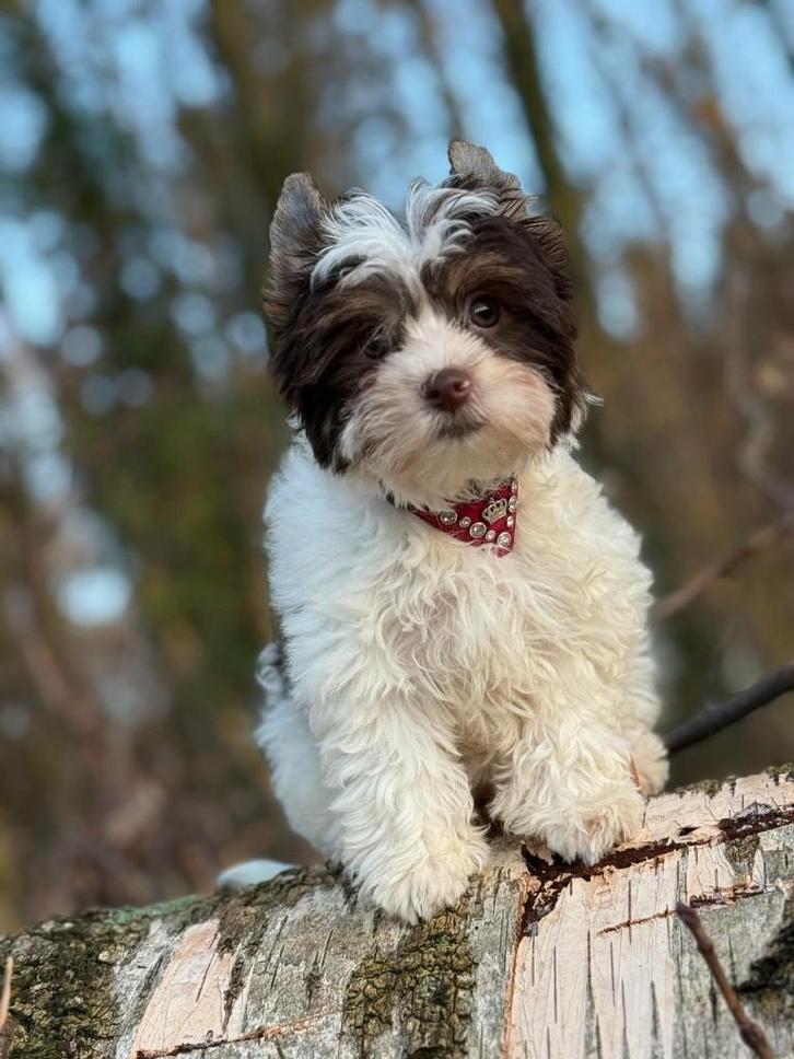 Yorkshire Terriër Biro meisje, Dieren en Toebehoren, Honden | Jack Russells en Terriërs, Teef, Yorkshire Terriër, Fokker | Hobbymatig