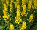 Gele Wederik, Tuin en Terras, Planten | Tuinplanten, Volle zon, Vaste plant, Zomer, Ophalen