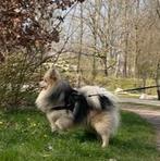 Pomsky dekreu (niet te koop), Eén hond, 3 tot 5 jaar, Nederland, Particulier