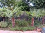 2 mooie winterharde palmbomen, Tuin en Terras, Planten | Bomen, 100 tot 250 cm, Zomer, Palmboom, Ophalen