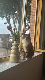 Lieve kater, Kater, Kortharig, 6 jaar of ouder