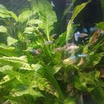 Guppy' te koop, Dieren en Toebehoren, Vis
