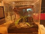 Mini terrarium van reptihome. 20x20cm., Dieren en Toebehoren, Reptielen en Amfibieën | Toebehoren, Ophalen, Zo goed als nieuw