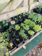 Moestuinplantjes, Tuin en Terras, Ophalen, Volle zon, Groenteplanten, Eenjarig