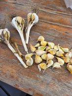 Knoflook Olifanten tenen met broedbollen, Tuin en Terras, Bloembollen en Zaden, Ophalen of Verzenden, Najaar, Volle zon, Zaad