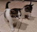 Kittens, Dieren en Toebehoren, Katten en Kittens | Overige Katten, Kater, 0 tot 2 jaar