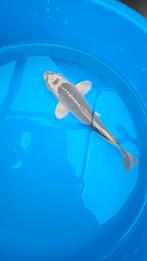 Diverse jonge koi, Karper of Koi