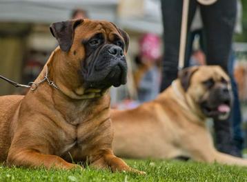 Ter dekking aangeboden bullmastiff reu