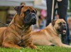 Ter dekking aangeboden bullmastiff reu, Dieren en Toebehoren, Honden | Dekreuen, Reu, 1 tot 2 jaar, Eén hond, Nederland