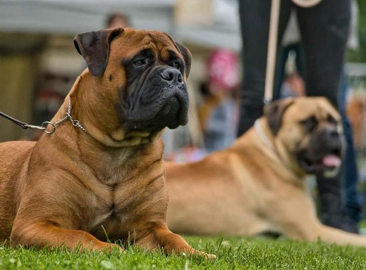Ter dekking aangeboden bullmastiff reu, Dieren en Toebehoren, Honden | Dekreuen, Reu, Particulier, Eén hond, Nederland, 1 tot 2 jaar
